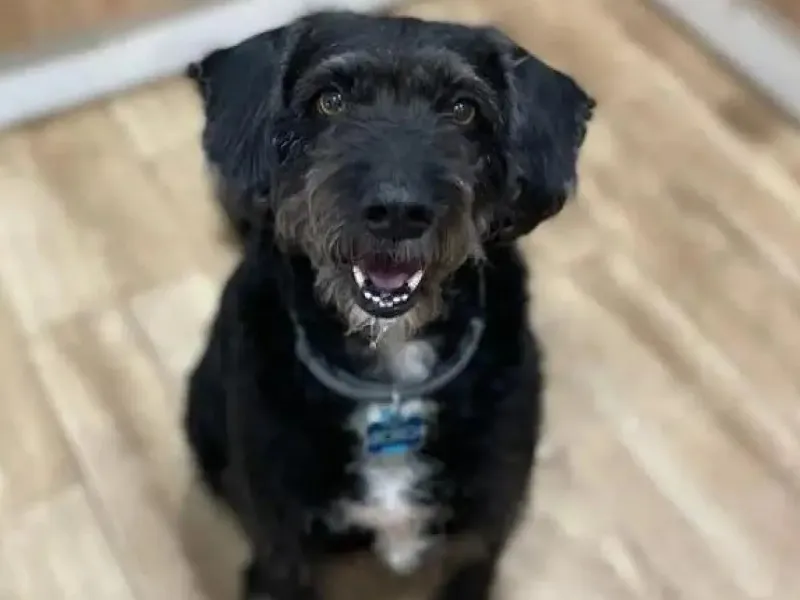 perro-boro-localizado-vivo-proximidades-accidente-tren-adamuz-cordoba|Foto: El Español 