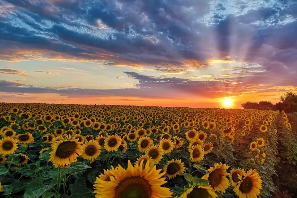 Floración de los girasoles en Carmona