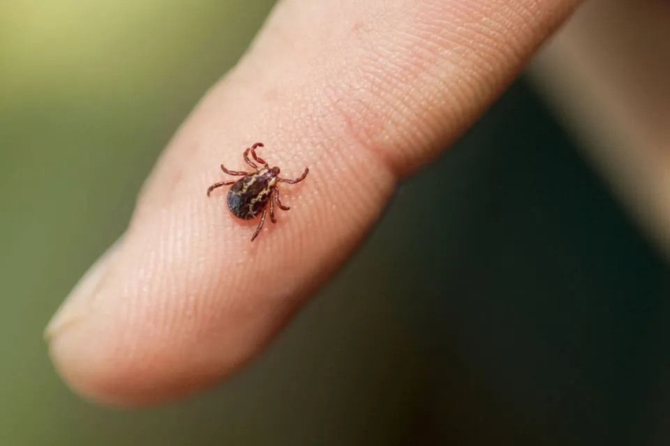 Garrapatas en Cataluña 