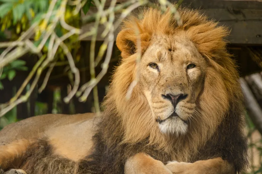 Zoológico de Dinamarca propone donar mascotas como alimento para depredadores