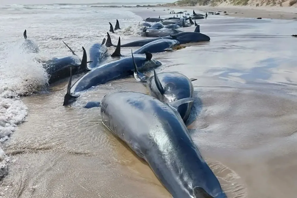 Ballenas varadas en Australia Foto: CNN/Programa de Conservación Marina de Tasmania