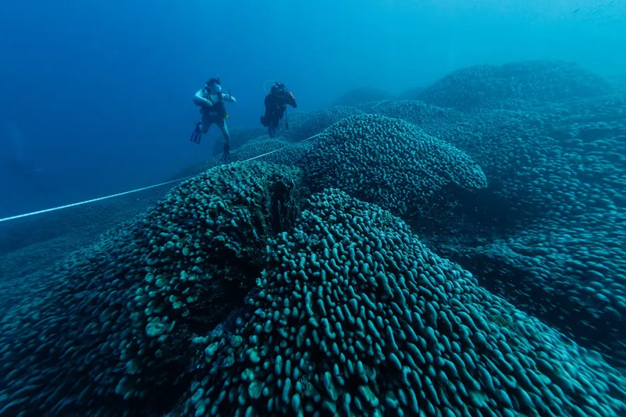CORAL-AUSTRALIA-1 Islas SalomónEFE/ Manu San Felix / National Geographic Pristine Seas