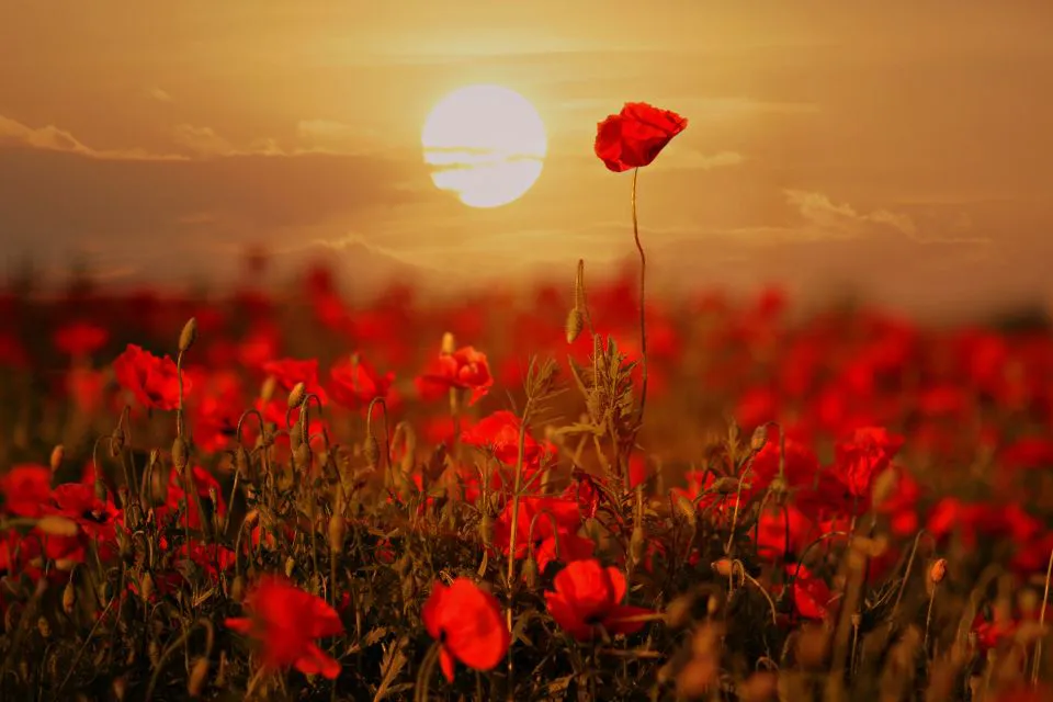 Campos de amapolas en Castilla-La Mancha Las amapolas tiñen de rojo las llanuras de La Mancha