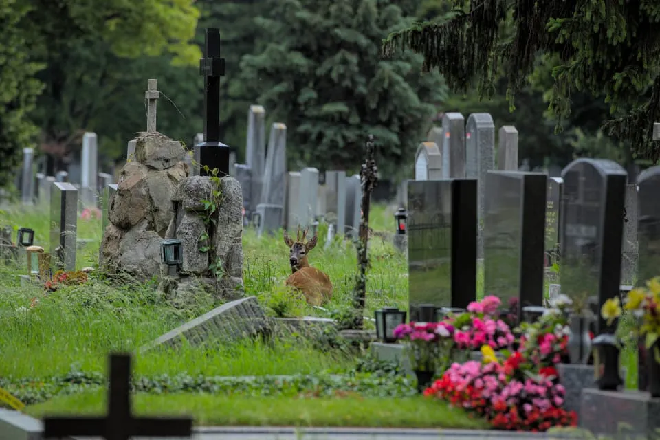 Cementerio Central de Viena (Viena, Austria) 1