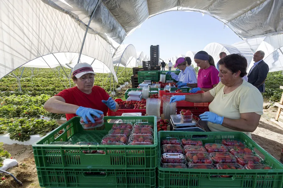 Fresa | EFE/Raúl Sanchidrián