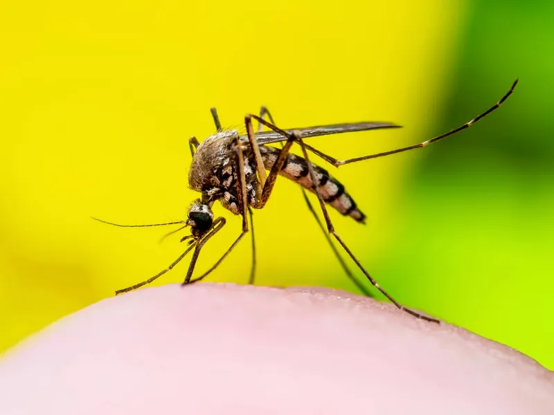 El cambio climático impulsa brotes de dengue y chikungunya en toda Europa