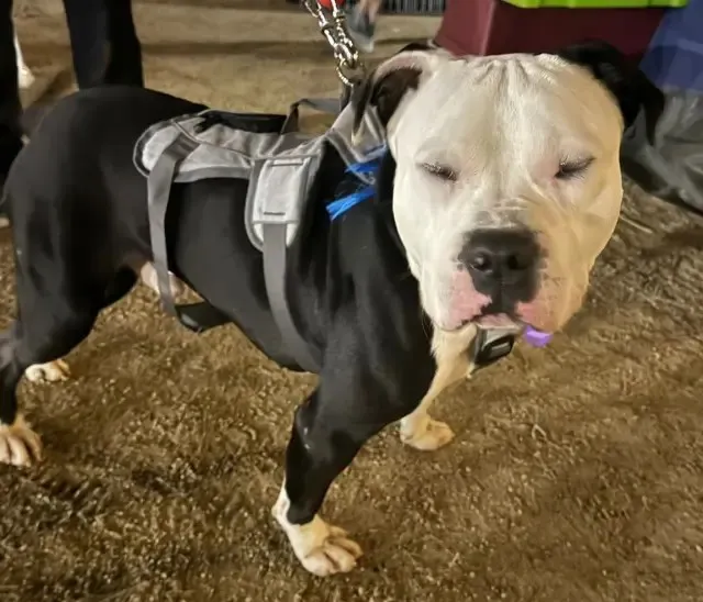 Uno de los perros atendidos por el centro de Benimaclet - Alicia Cervera - 20minutos