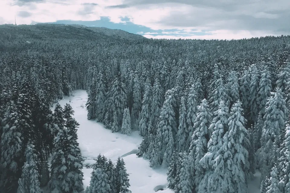 Selva Negra - Alemania - Invierno 1