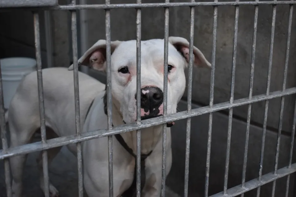 perro en Pasadena Humane Society en Los Ángeles (Estados Unidos). EFE/Mónica Rubalcava