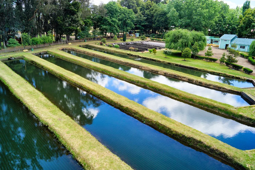 Beneficios de la acuicultura Salud y Bienestar