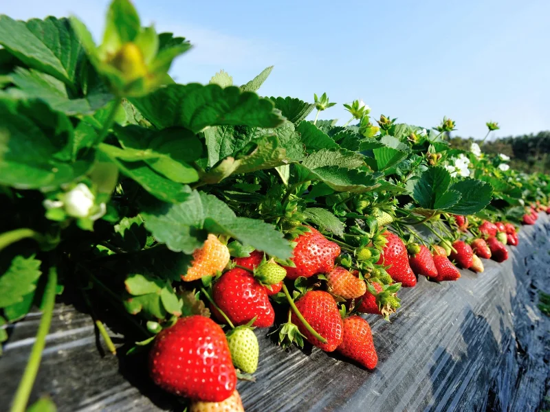 produccion-frutas-y-verduras-agricultura-españa-ayudas-ue-fondos