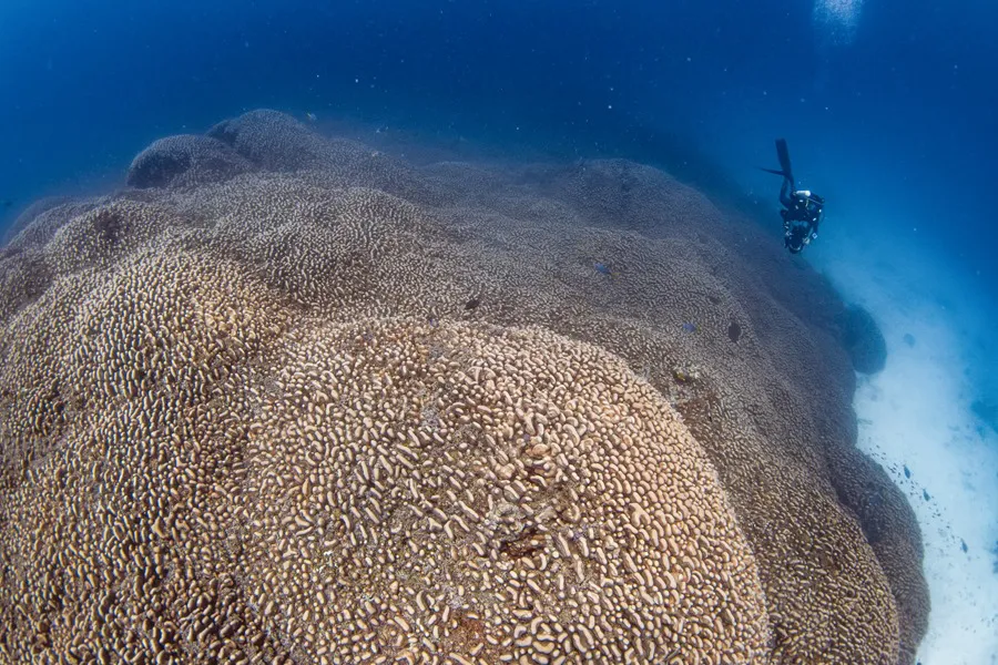 Australia: descubren el coral más grande del mundo en las Islas Salomón